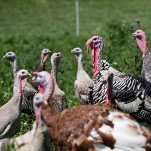 Lakeland Organic 18% Turkey Finisher