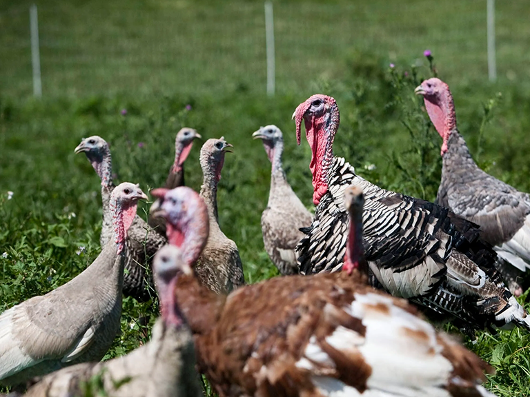 Lakeland Organic 18% Turkey Finisher