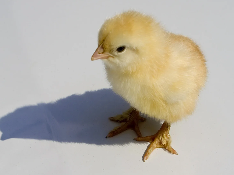Lakeland Organic 18% Layer Chick Grower